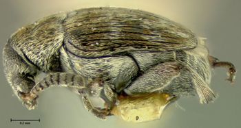 Media type: image;   Entomology 25062 Aspect: habitus lateral view